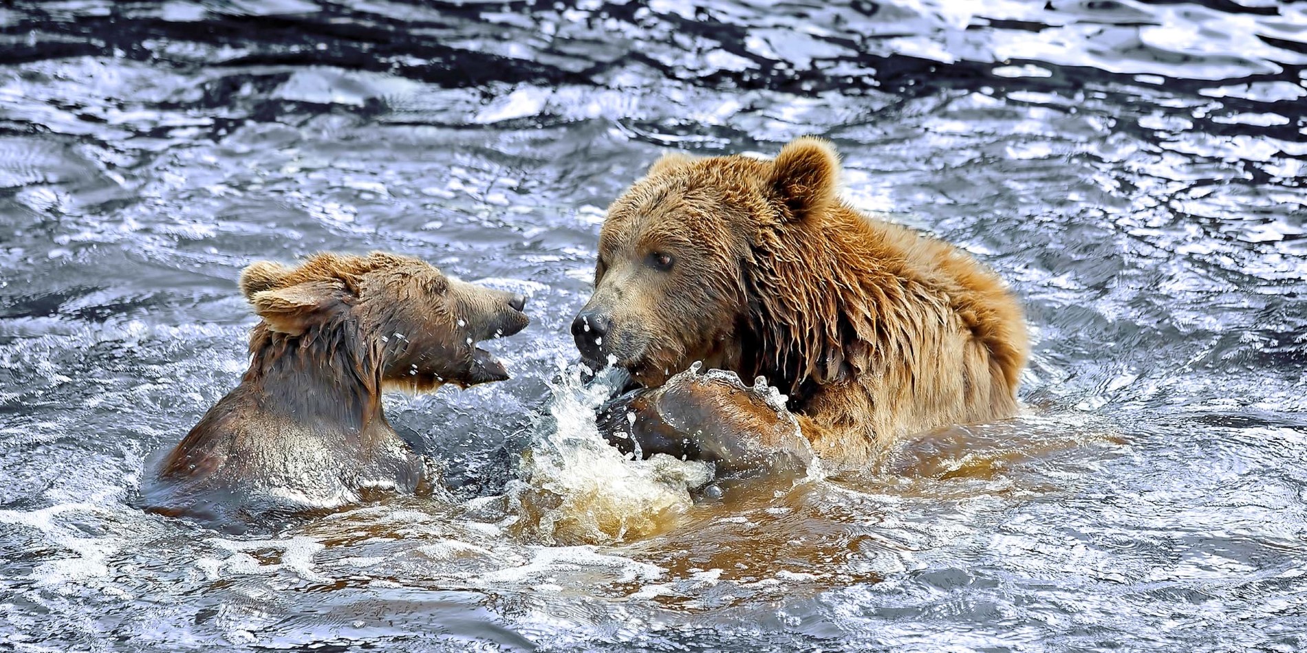 Halten Sie Ausschau nach dem mächtigen Alaska-Braunbären.