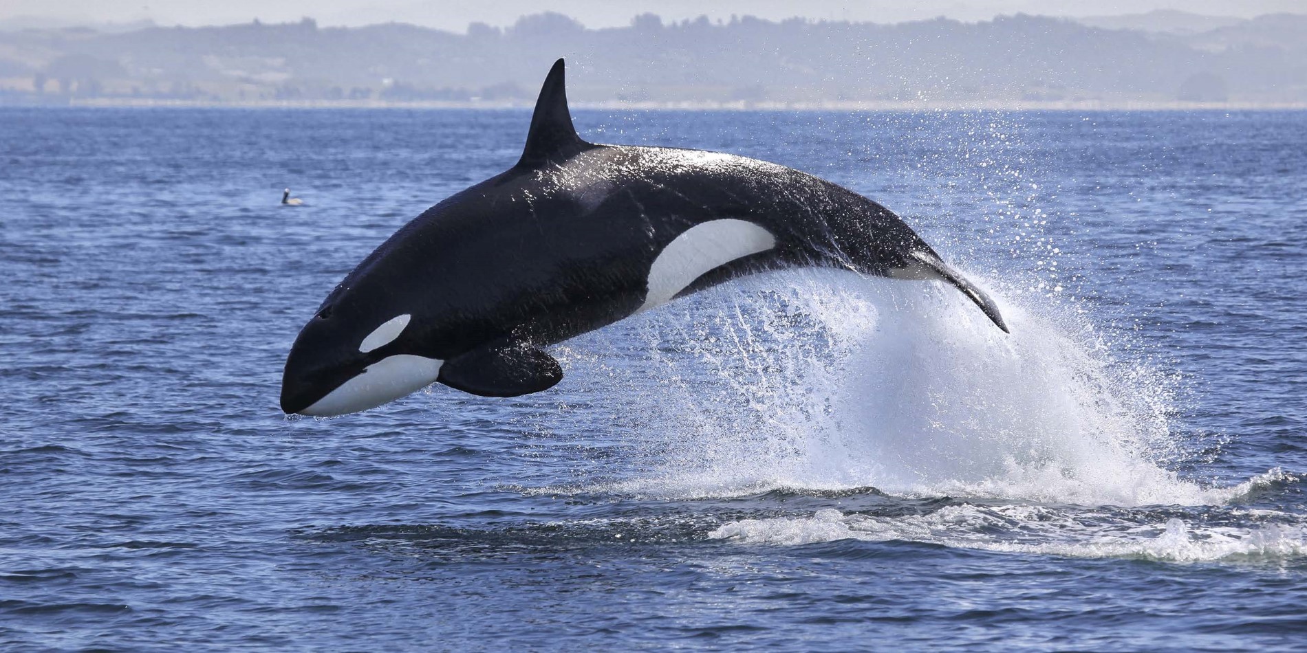 Halten Sie Ausschau nach Orcas, Tümmlern und Delfinen.
