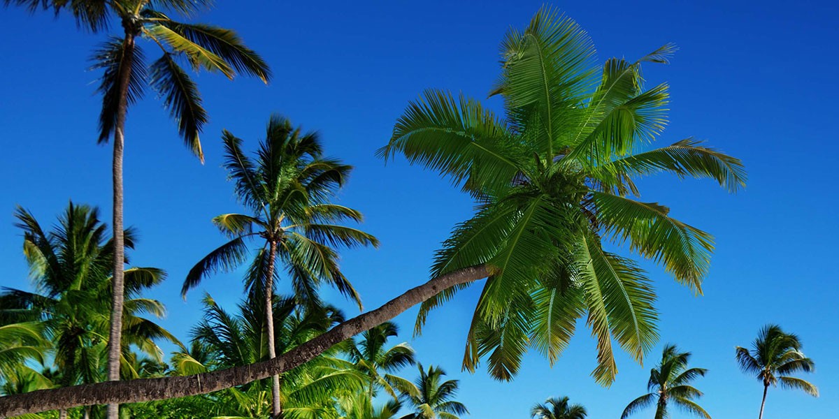 Ein Strand mit einer Palme