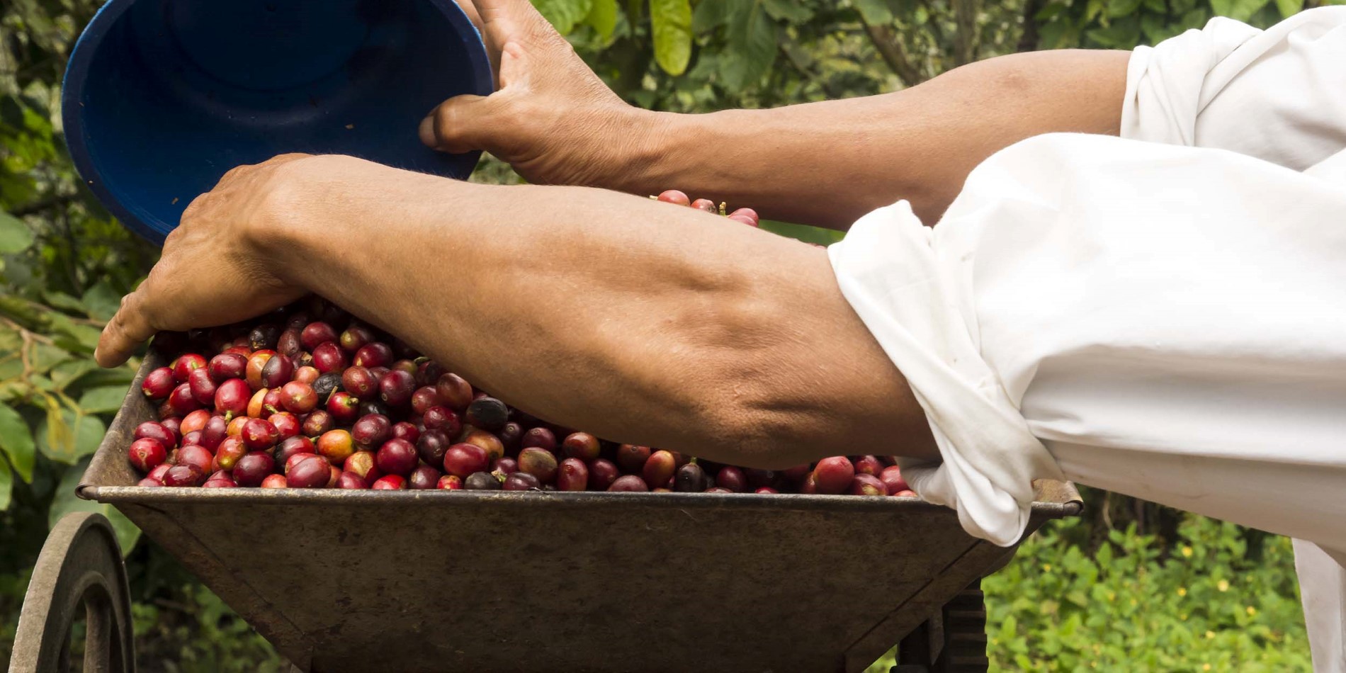 Machen Sie einen Rundgang auf einer Kaffeeplantage und erfahren Sie, warum diese roten Beeren zum Lieblingsgetränk der Welt zählen.
