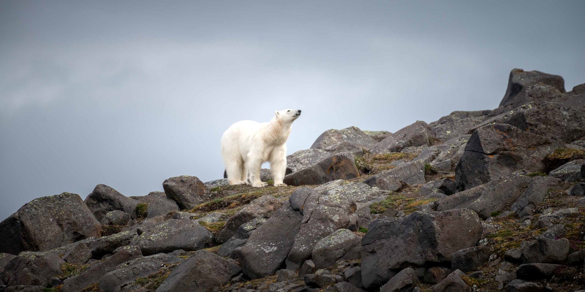 Eisbär am Kapp Lee, Svalbard