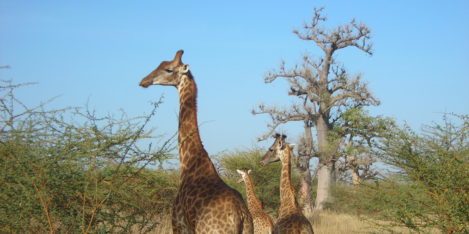 Giraffen im Bandia-Reservat