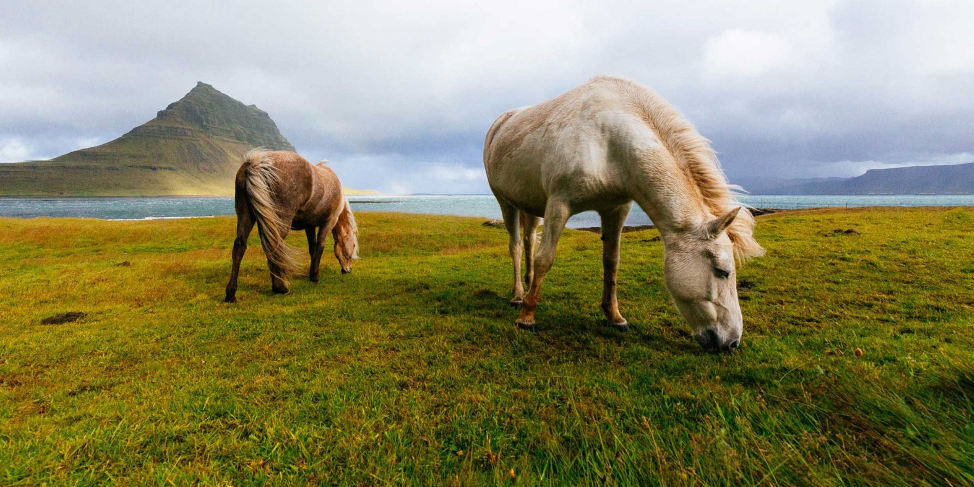 Icelandic horses - horses in Iceland