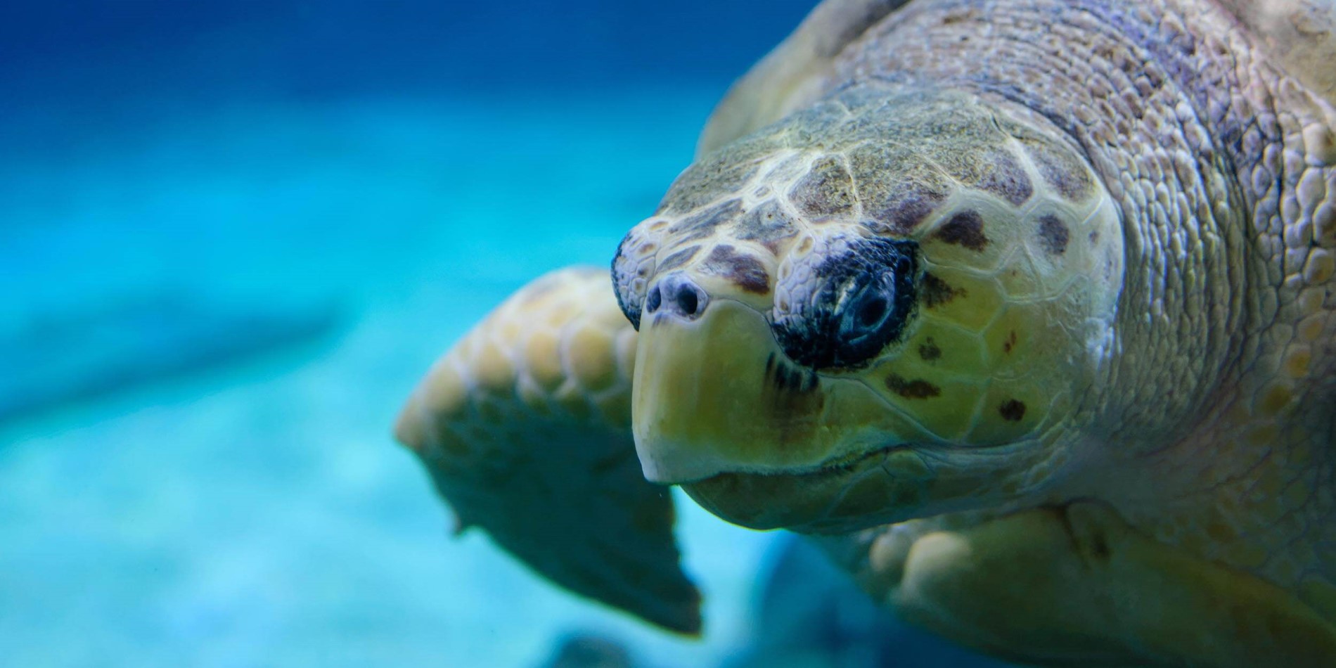 Eine Schildkröte, die unter Wasser schwimmt