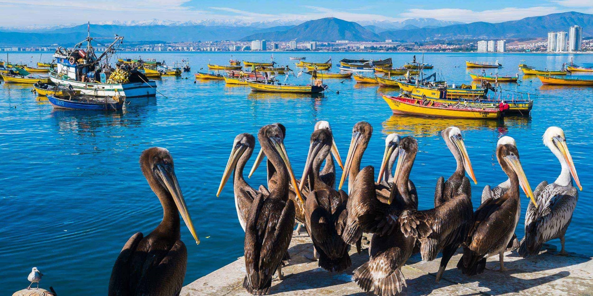 Pelikane im Hafen von Coquimbo, Chile