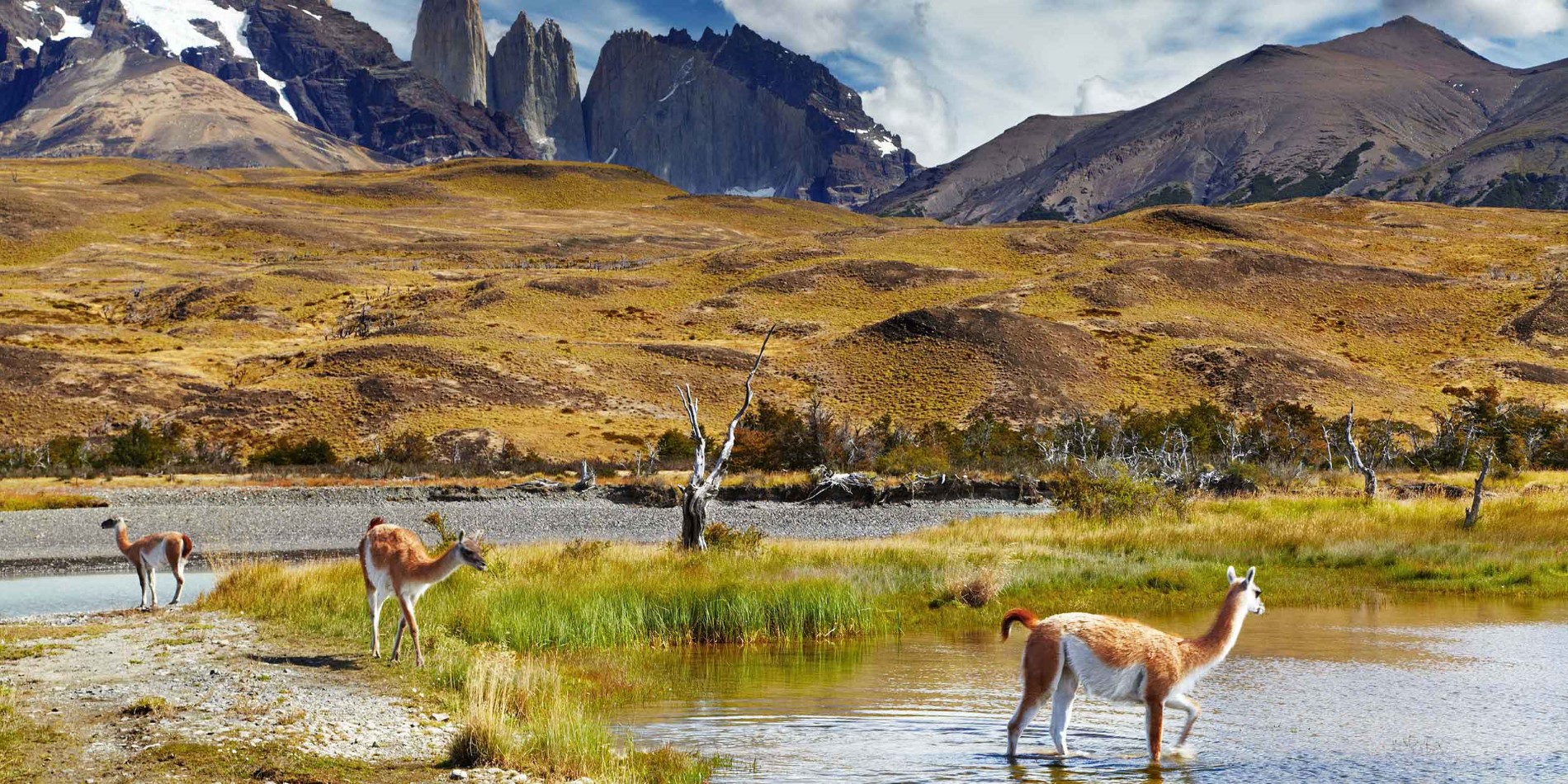 Patagonian guanaco, Torres del Paine Nationalpark