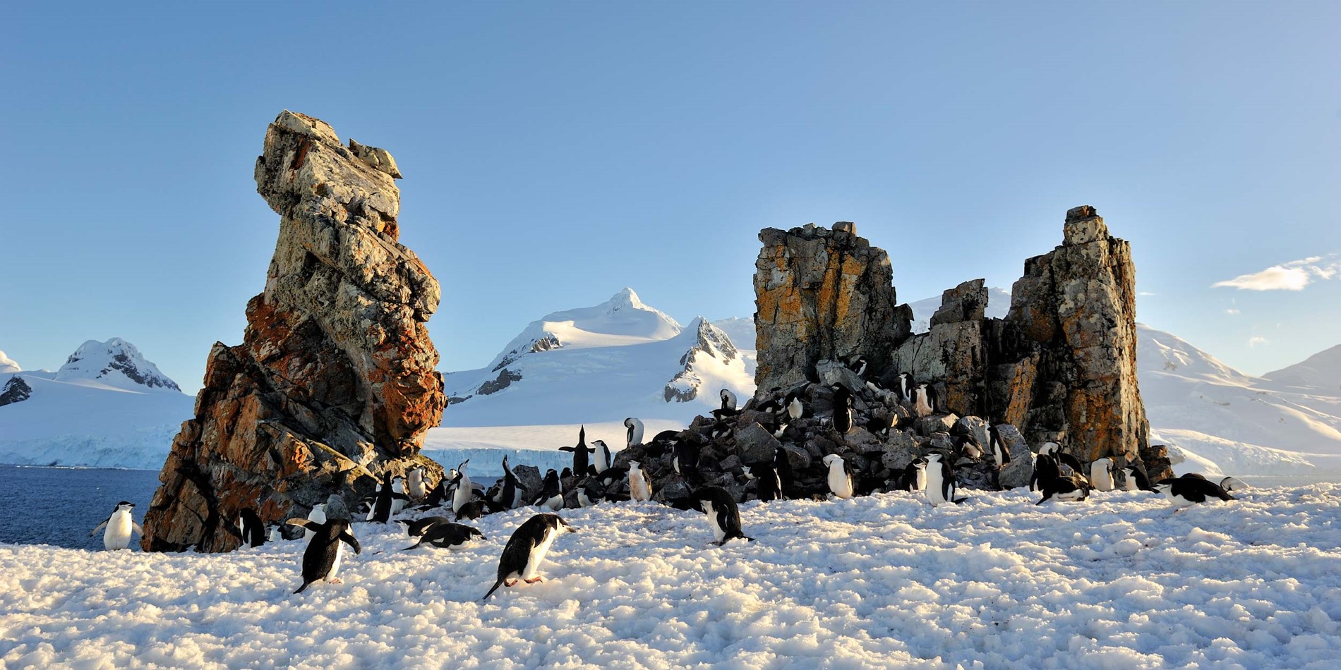 Pinguine in ihrer natürlichen Umgebung