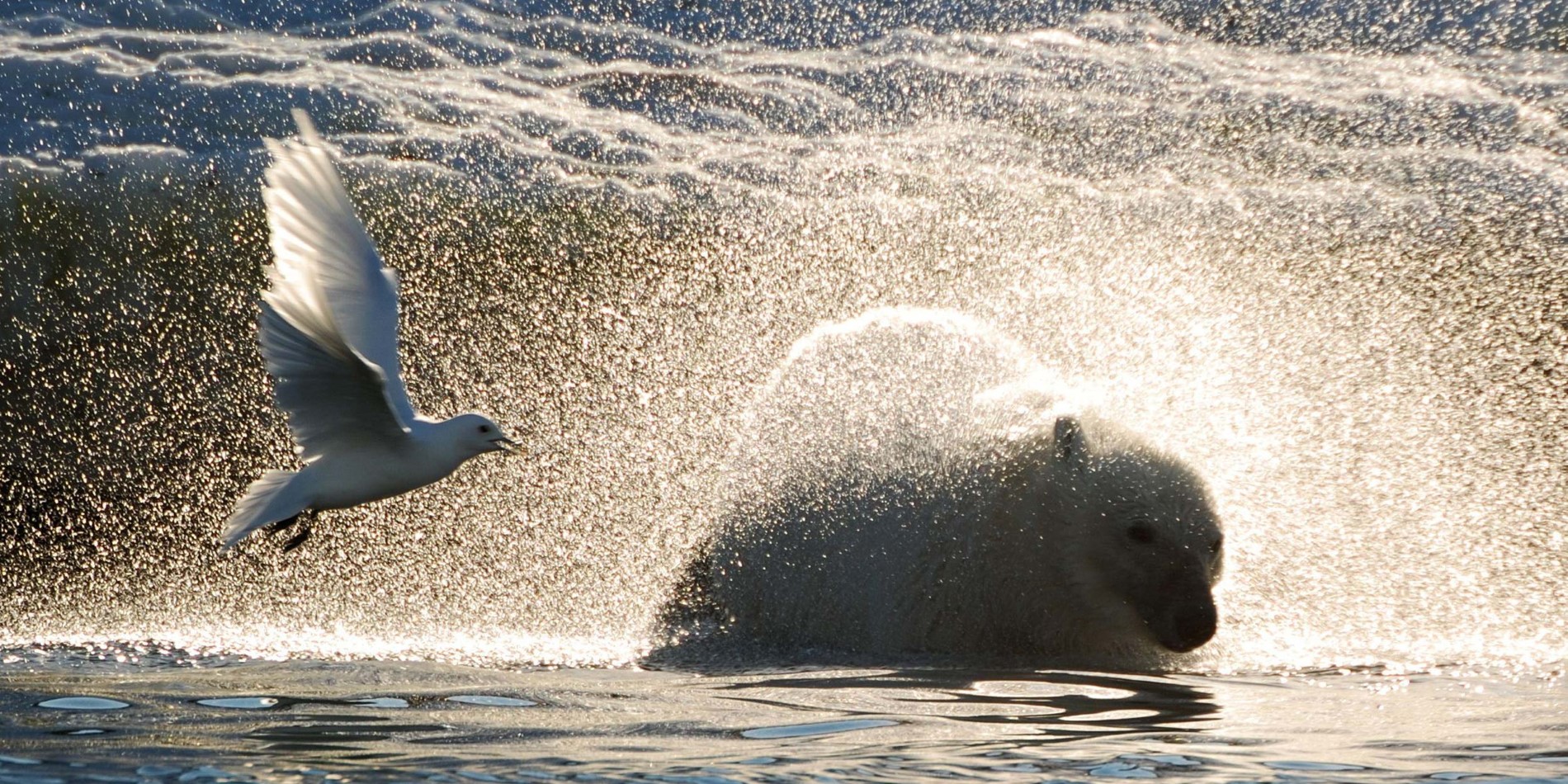 Spitzbergen ist das Reich der Eisbären, und wir hoffen, den König der Arktis zu sehen