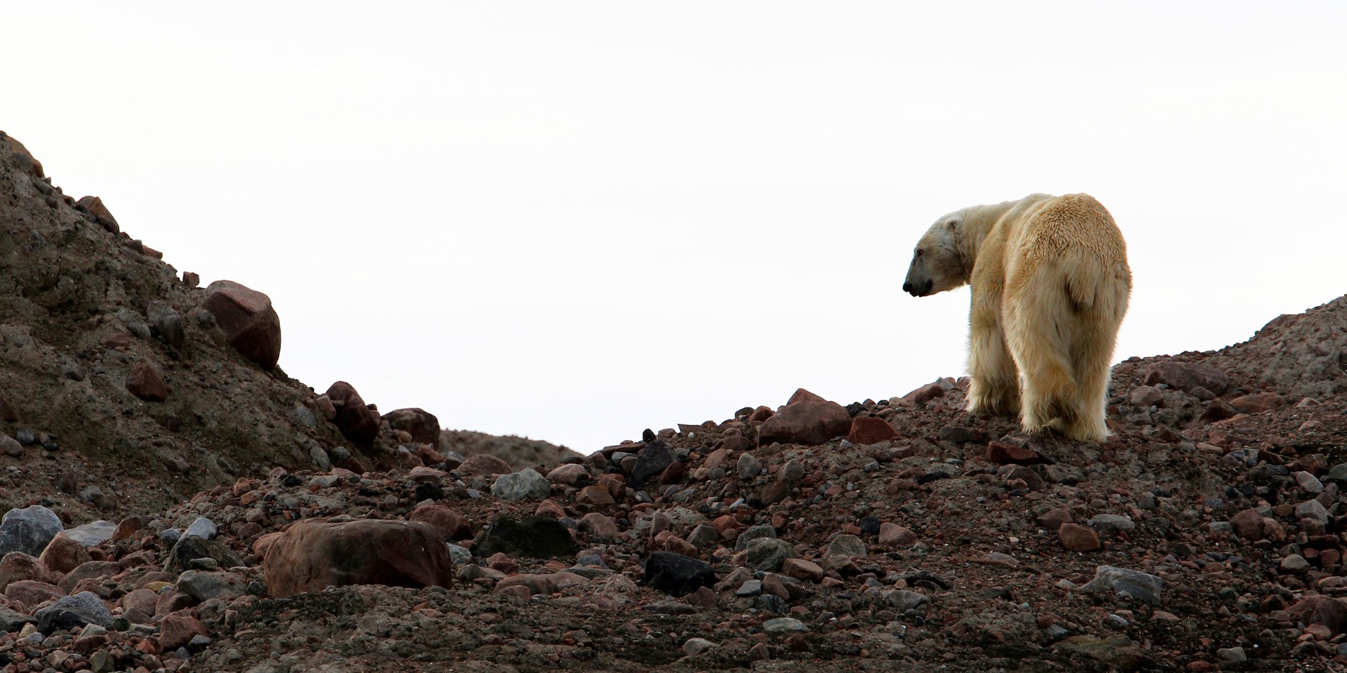 Ein Eisbär in Spitzbergen auf einer Hurtigruten-Kreuzfahrt