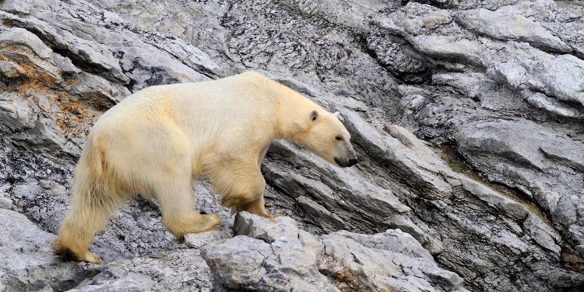 Der König der Arktis, der Eisbär in Spitzbergen. 