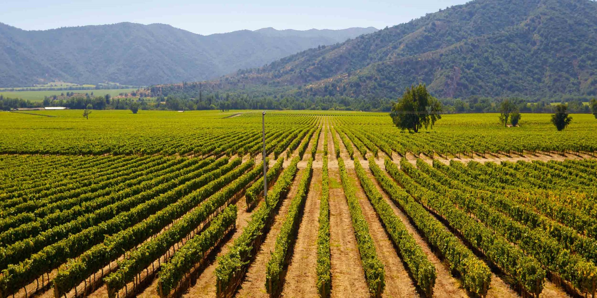 2500x1250_┬®imigra_Shutterstock_Vineyard-visit_A-vineyard-near-Santiago-de-Chile.jpg