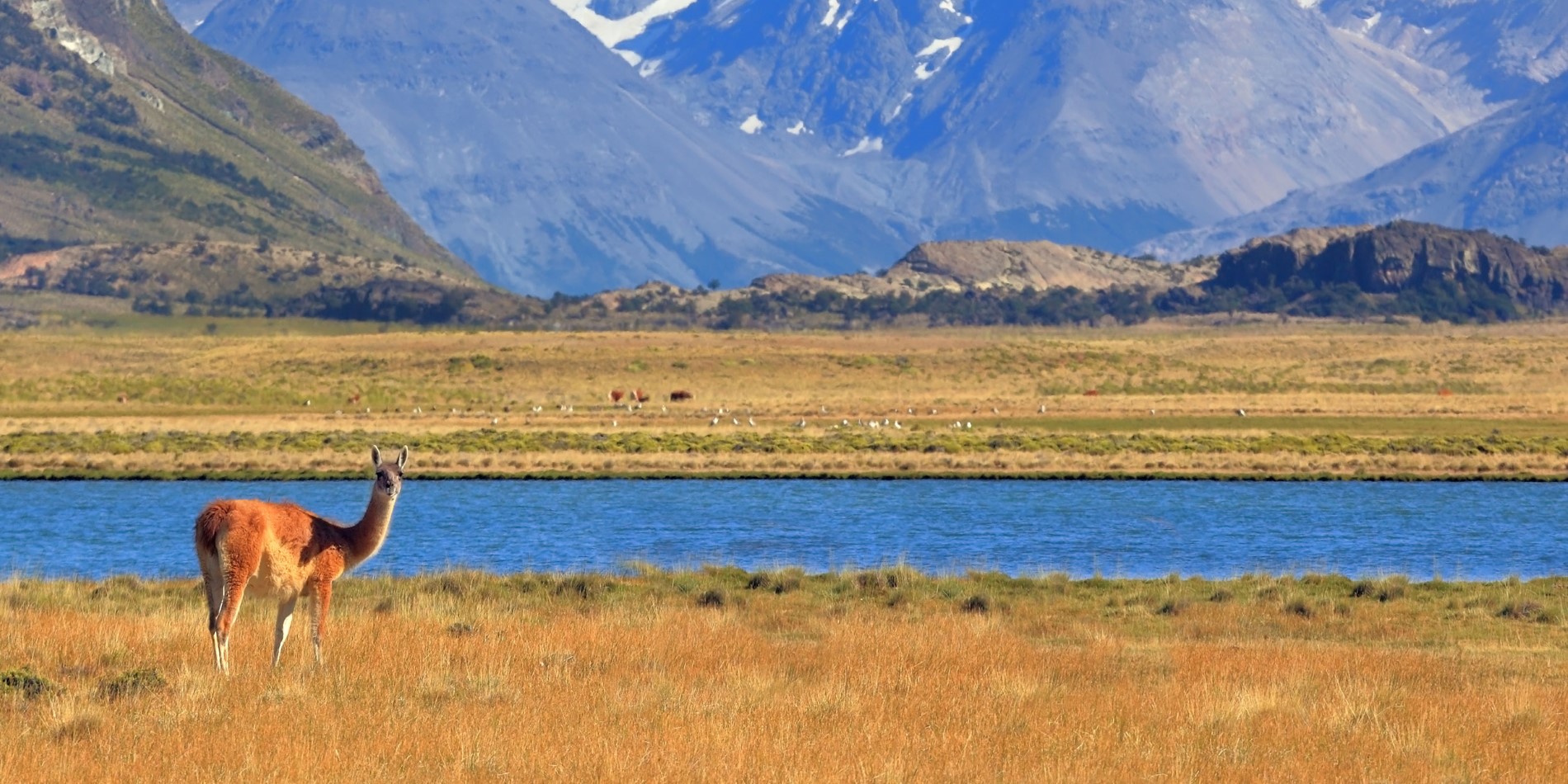 2500x1250_┬®kavram_Shutterstock_Wild-Patagonia_Harmonious-landscape-with-grazing-guanacos.jpg
