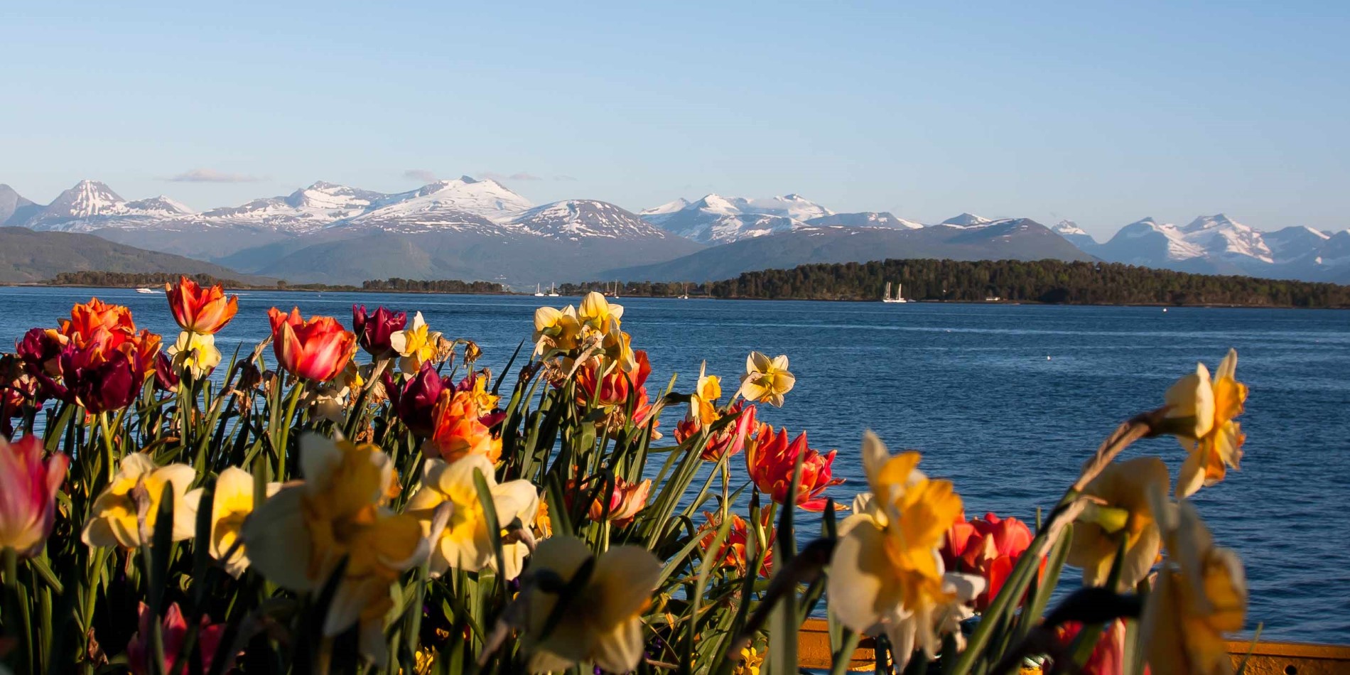 Molde, Blumen am Hafen