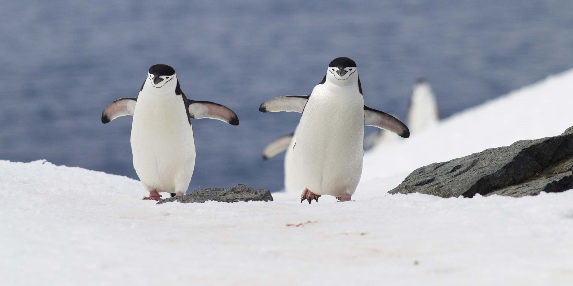 Treffen Sie die Pinguine der Antarktis