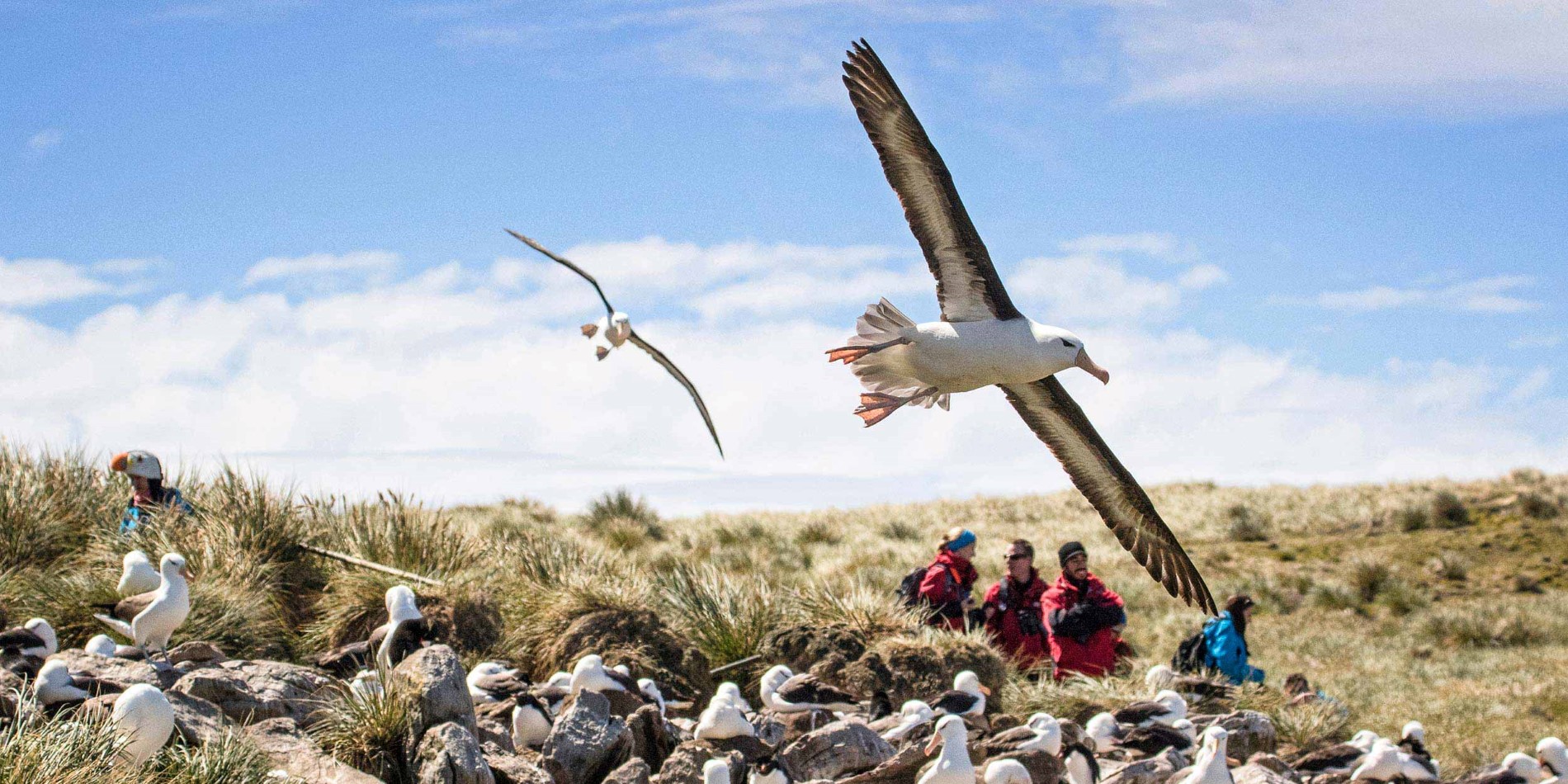 Vogelbeobachtung auf den Falklandinseln